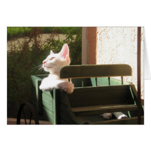 La panthère rose monte encore