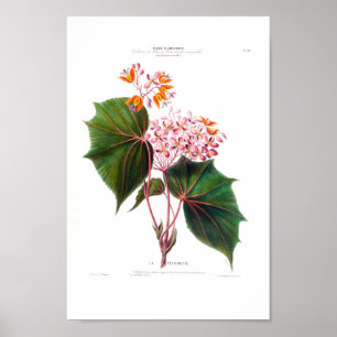 La Perinette Little Pink Flowers Botanical Poster