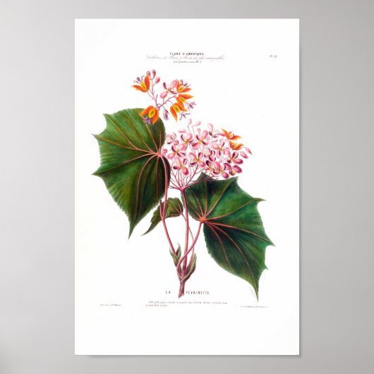 La Perinette Little Pink Flowers  Botanical Poster (Voorkant)