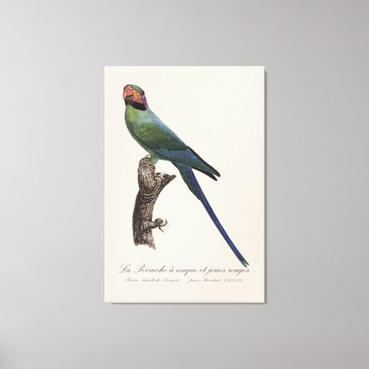 La Perruche a unque et joues rouges Canvas Afdruk (Voorkant)