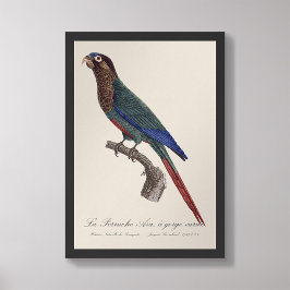 La Perruche Ara, een kloof variëteit Foto Afdruk