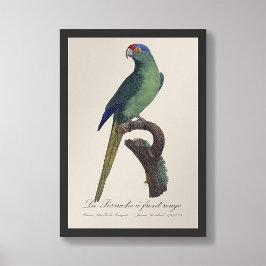 La Perruche een voorste rouge Foto Afdruk