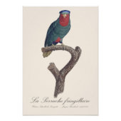 La Perruche fringillaire Foto Afdruk (Voorkant)