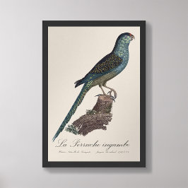 La Perruche ingambe Foto Afdruk