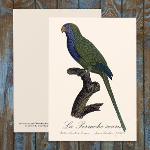 La Perruche souris / Monniksparkiet Bedankkaart