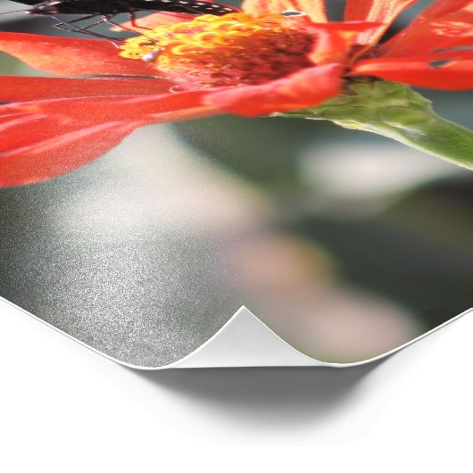 La photo spectaculaire d'un papillon (Coin)