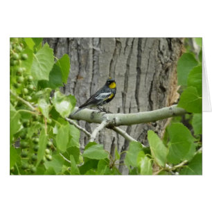 La photographie de la Paruline d'Audubon