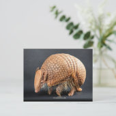 La Plata Driedoorns Armadillo Briefkaart (Staand voorkant)