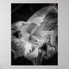 La pluie noir - veertien dagen Lily, transparant Poster