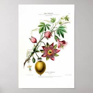 La Pomme Grenadille Pink Floral  Flore D Am Poster