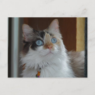 La sagesse recherche Carte postale