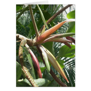 La serre chaude fleurit neuf