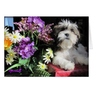 La surprise du chiot romantique ?