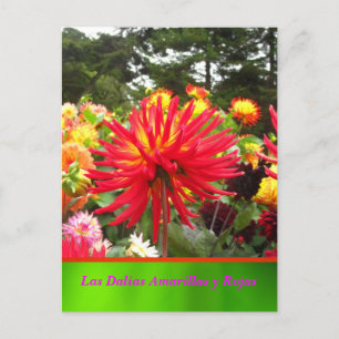 La Tarjeta Postal - Las Dalias Amarillas y Rojas Briefkaart