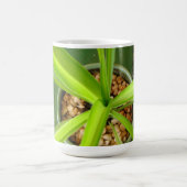 La tasse verte du Tobago (Centre)