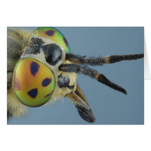 La tête des cerfs communs volent