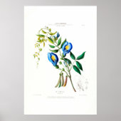 La Tibelle Clitoria Botanische Flore D Amer Poster (Voorkant)