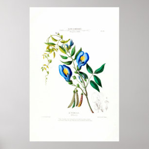 La Tibelle Clitoria  Botanische Flore D Amer Poster