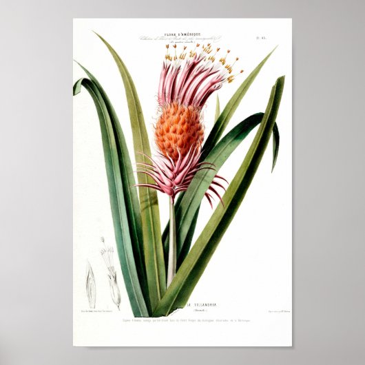 La Tillandra roze botanische griep DAmeriqu Poster (Voorkant)