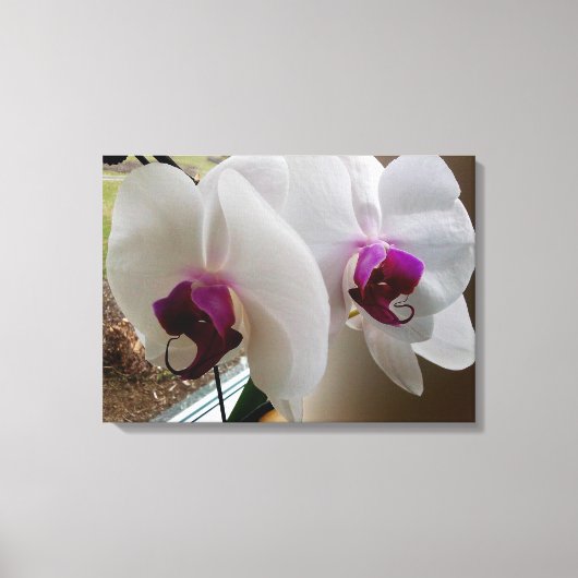 LA toile ORCHID BLANCHE (Recto)