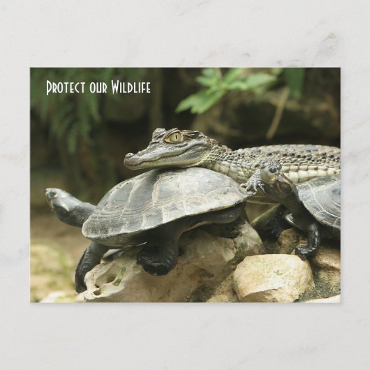 La tortue et la carte postale de crocodile (Devant)