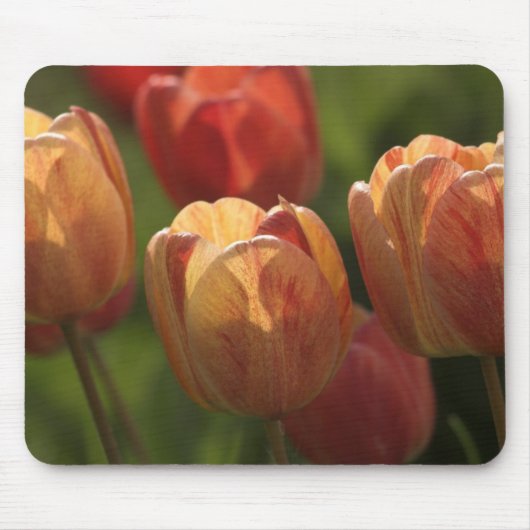 La tulipe fleurit tapis de souris (Devant)