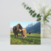La vache dans les Dolomites carte postale (Debout devant)