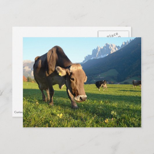 La vache dans les Dolomites carte postale (Devant / Derrière)