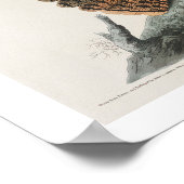 La veuve de Chuck-will par Audubon Poster (Coin)