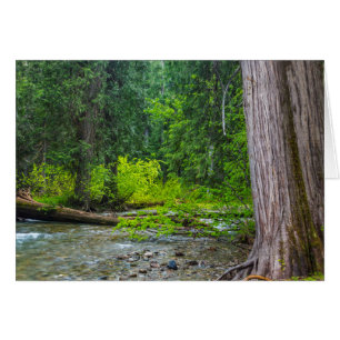 La zone panoramique des cèdres de Ross Creek