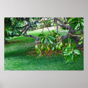 Laaghangende avocado's op een ver eiland van Hawaï Poster