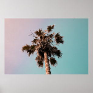 Laaghoekfotografie van palmplant poster