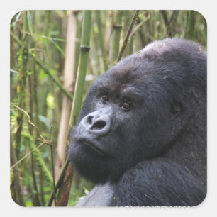 Laagland Gorilla Stickers