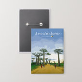 Laan van de Baobabs, Madagaskar - Landschap Button (Voorkant / Achterkant)