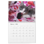 Laat je hart zien - MEOW 2021 Kitten Calendar Kalender (Feb 2026)
