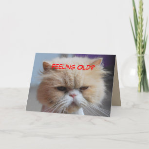 Laat maar Persian Kat Humor Kaart