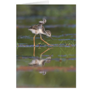 Laat me je vleugels baby zien