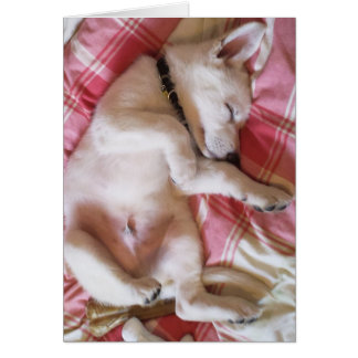 Laat slopende Honden Lie Card los