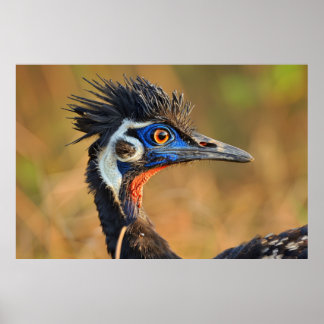 Laatste licht van de graslanden - Bengal Florican Poster