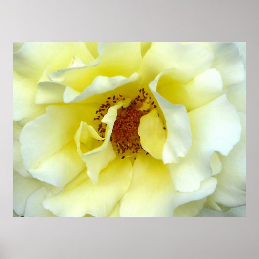 Laatste Roos van de zomer Poster (Voorkant)