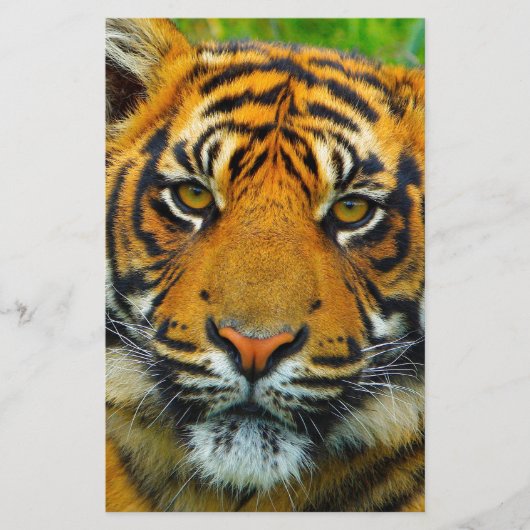 Laatste TIger Briefpapier (Voorkant)