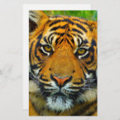Laatste TIger Briefpapier (Voorkant / Achterkant)