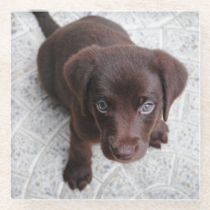 lab chocolade puppy tweede glazen onderzetter