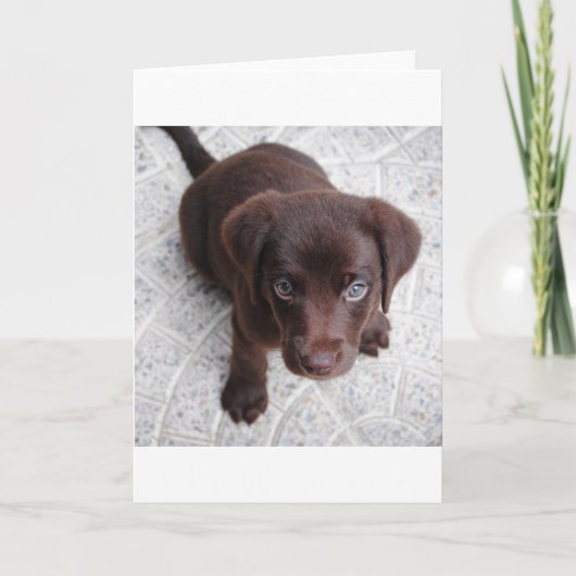 lab chocolade puppy zittend tweede kaart (Voorkant)