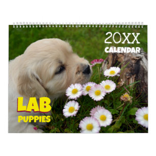 Lab Puppies Labrador Retriever Mooie Puppy Kalende Kalender