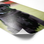 Lab Puppy Satin Foto Uitbreiding Afdruk (Hoek)