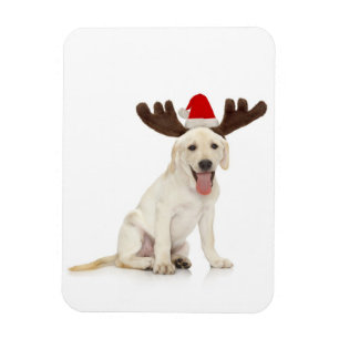 Lab Puppy Wearing Antlers Magneet