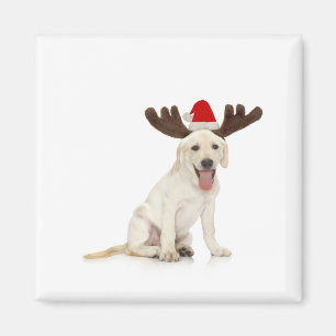 Lab Puppy Wearing Antlers Magneet