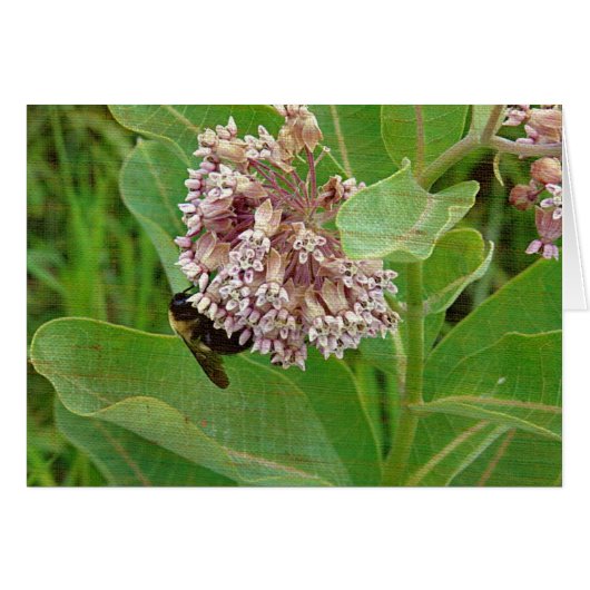 L'abeille bourdrée sur l'algue (Devant horizontal)