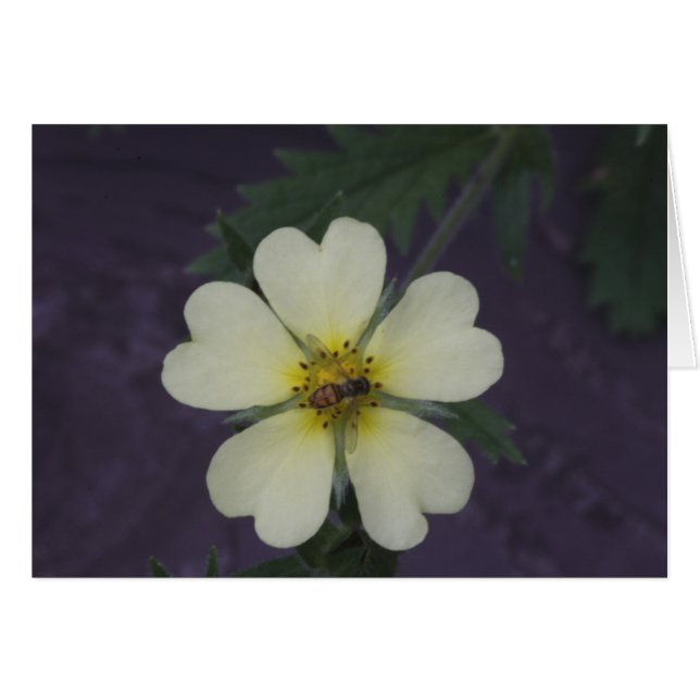 L'abeille sur le Cinquefoil (Devant horizontal)